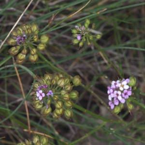 Photographie n°2206251 du taxon Iberis pinnata L. [1755]