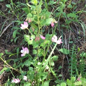 Photographie n°2206273 du taxon Ononis rotundifolia L. [1753]