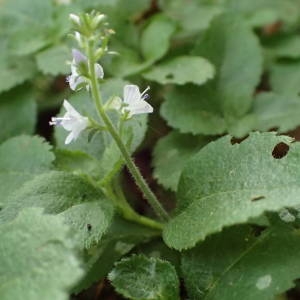 Photographie n°2206280 du taxon Veronica officinalis L. [1753]