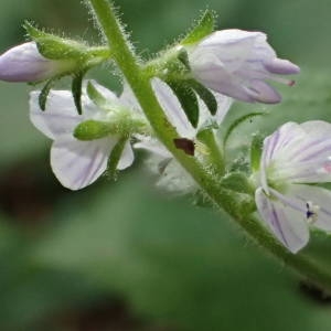 Photographie n°2206282 du taxon Veronica officinalis L. [1753]