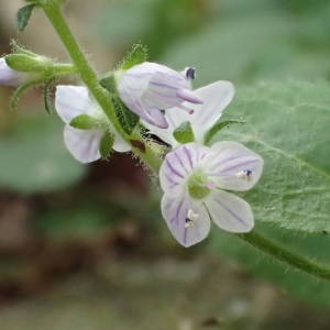 Photographie n°2206283 du taxon Veronica officinalis L. [1753]