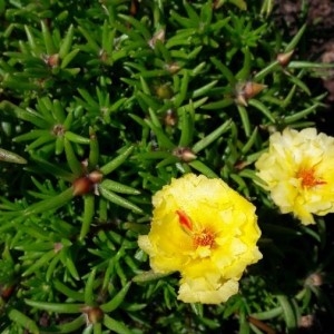 Photographie n°2206330 du taxon Portulaca grandiflora Hook. [1829]