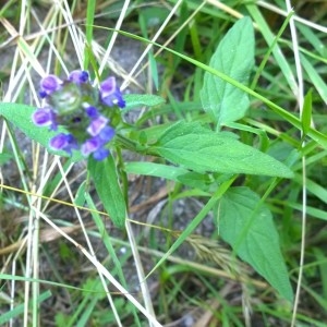 Photographie n°2206411 du taxon Prunella vulgaris L. [1753]