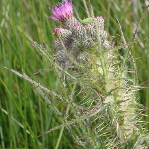 Photographie n°2206448 du taxon Cirsium palustre (L.) Scop. [1772]