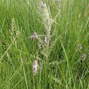 Photographie n°2206450 du taxon Cirsium palustre (L.) Scop. [1772]