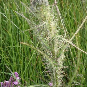 Photographie n°2206451 du taxon Cirsium palustre (L.) Scop. [1772]