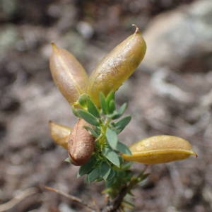 Photographie n°2206465 du taxon Genista anglica L. [1753]