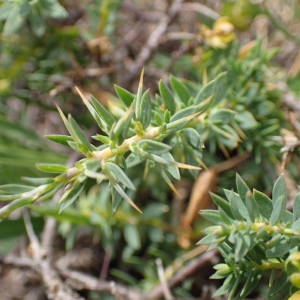 Photographie n°2206467 du taxon Genista anglica L. [1753]