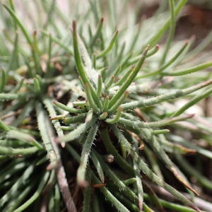 Photographie n°2206471 du taxon Plantago holosteum Scop. [1771]