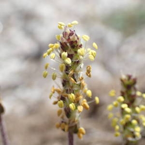 Photographie n°2206473 du taxon Plantago holosteum Scop. [1771]