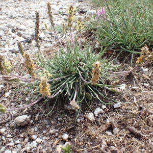 Photographie n°2206474 du taxon Plantago holosteum Scop. [1771]