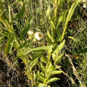 Photographie n°2206514 du taxon Erigeron annuus (L.) Desf. [1804]