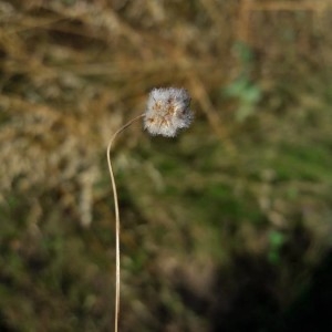 Photographie n°2206532 du taxon Plantago lagopus L. [1753]