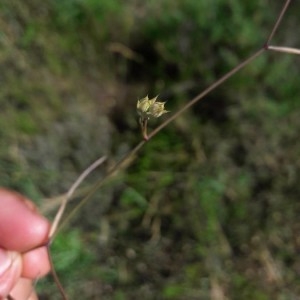 Photographie n°2206542 du taxon Bupleurum baldense Turra [1764]