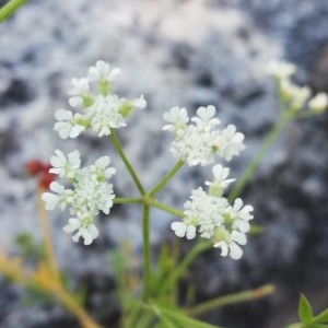 Photographie n°2206553 du taxon Torilis arvensis (Huds.) Link [1821]