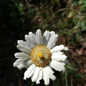 Photographie n°2206554 du taxon Leucanthemum maximum (Ramond) DC. [1837]