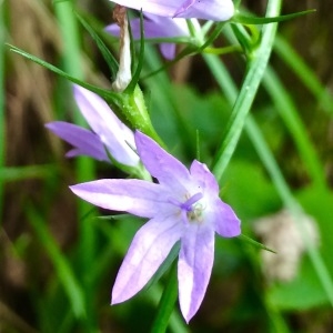 Photographie n°2206567 du taxon Campanula rapunculus L. [1753]