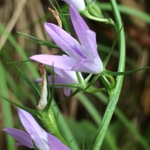 Photographie n°2206568 du taxon Campanula rapunculus L. [1753]