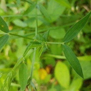 Photographie n°2206586 du taxon Lathyrus pratensis L. [1753]