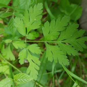 Photographie n°2206591 du taxon Chaerophyllum temulum L. [1753]