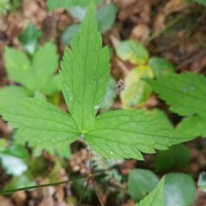 Photographie n°2206601 du taxon Geranium nodosum L.