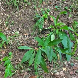 Photographie n°2206625 du taxon Digitalis lutea L. [1753]