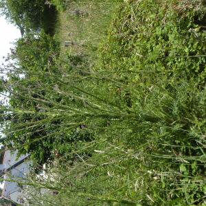 Photographie n°2206677 du taxon Cirsium palustre (L.) Scop. [1772]