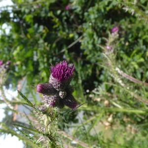 Photographie n°2206678 du taxon Cirsium palustre (L.) Scop. [1772]