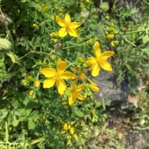 Photographie n°2206681 du taxon Hypericum perforatum L. [1753]