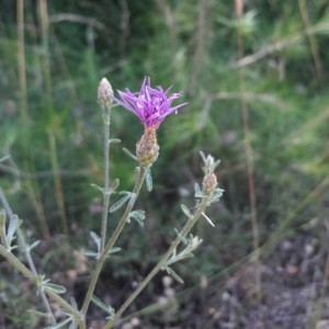 Photographie n°2206727 du taxon Centaurea paniculata L. [1753]