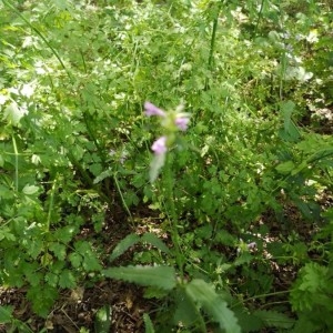 Photographie n°2206729 du taxon Galeopsis ladanum L. [1753]