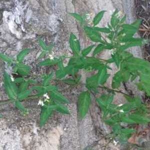 Photographie n°2206760 du taxon Solanum nigrum L. [1753]