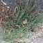 Photographie n°2206766 du taxon Arabis collina subsp. rosea (DC.) Minuto [1992]