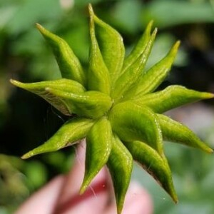 Photographie n°2206776 du taxon Caltha palustris L. [1753]