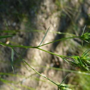 Photographie n°2206792 du taxon Linum strictum subsp. strictum