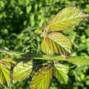 Photographie n°2206858 du taxon Rubus ulmifolius Schott [1818]