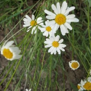 Photographie n°2206873 du taxon Tanacetum corymbosum (L.) Sch.Bip. [1844]