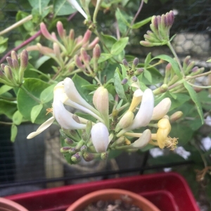 Photographie n°2206882 du taxon Lonicera periclymenum L. [1753]