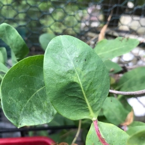Photographie n°2206883 du taxon Lonicera periclymenum L. [1753]