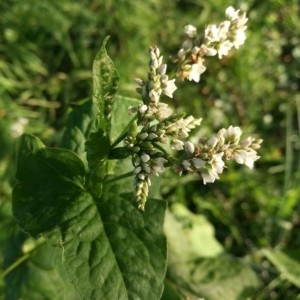 Photographie n°2206884 du taxon Fagopyrum esculentum Moench [1794]