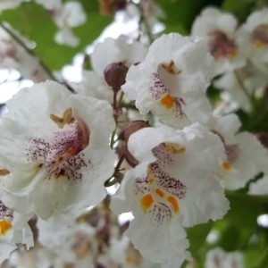 Photographie n°2206888 du taxon Catalpa bignonioides Walter [1788]