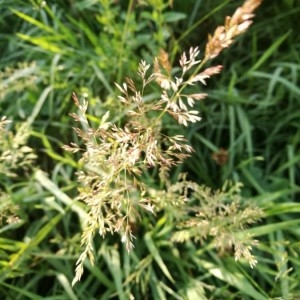 Photographie n°2206957 du taxon Agrostis stolonifera L. [1753]