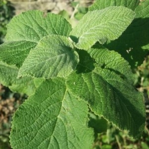 Photographie n°2206965 du taxon Viburnum lantana L. [1753]