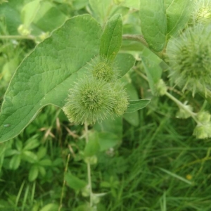 Photographie n°2206975 du taxon Arctium lappa L. [1753]