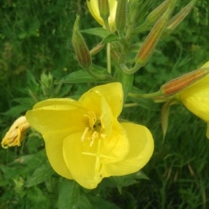 Photographie n°2206976 du taxon Oenothera biennis L. [1753]