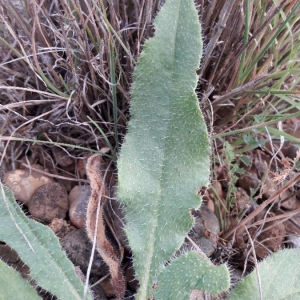 Photographie n°2206987 du taxon Anchusa officinalis L. [1753]
