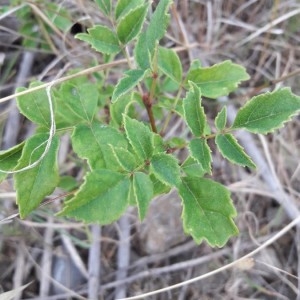 Photographie n°2206995 du taxon Rosa multiflora Thunb. [1784]