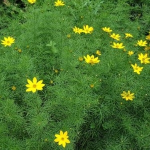  - Coreopsis verticillata L. [1753]