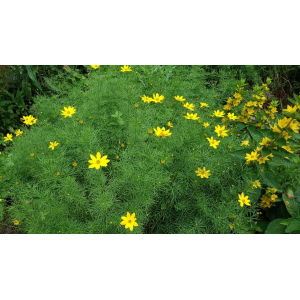 Coreopsis verticillata L. (Coréopsis verticillé)