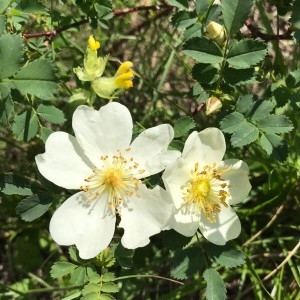 Photographie n°2207042 du taxon Rosa spinosissima L. [1753]